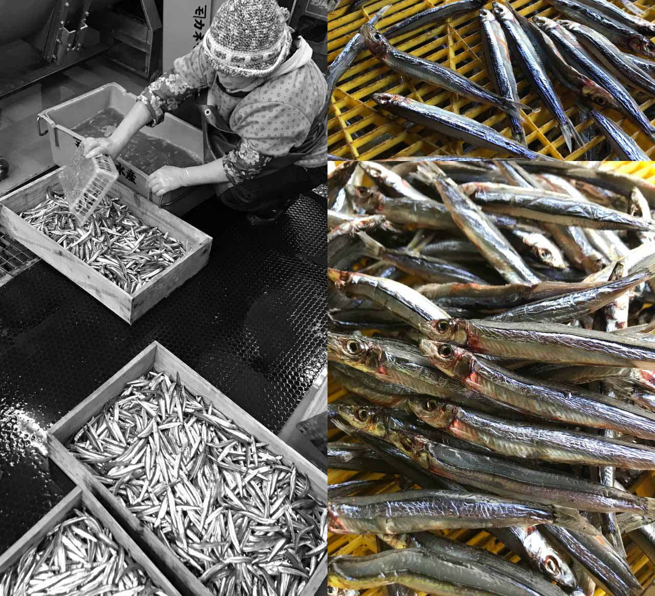 きびなご一夜干し