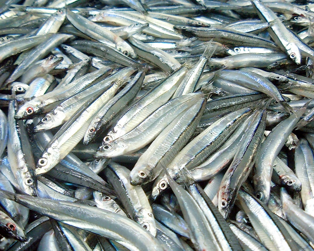 きびなご一夜干し