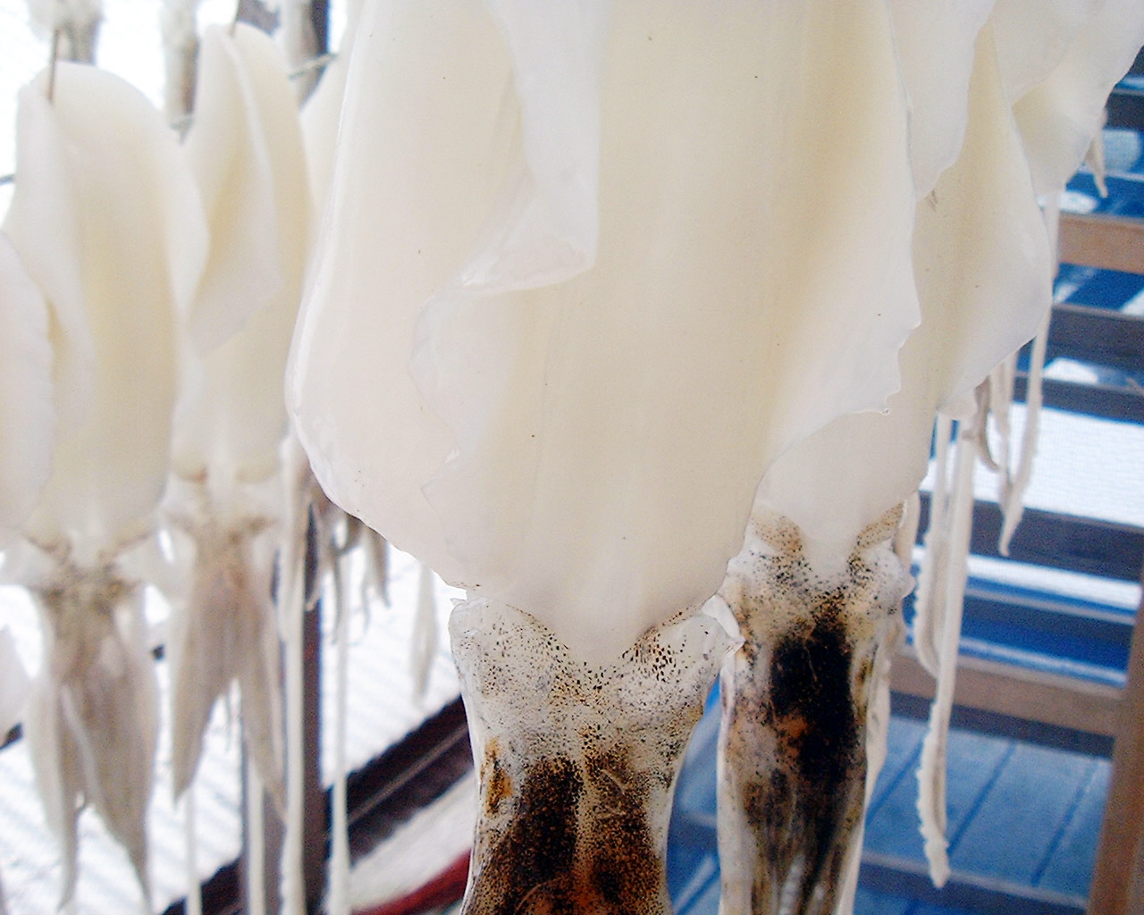 あおりいか（水いか）