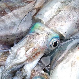 あおりいか（水いか） 五島列島海鮮工房 テル鮮魚
