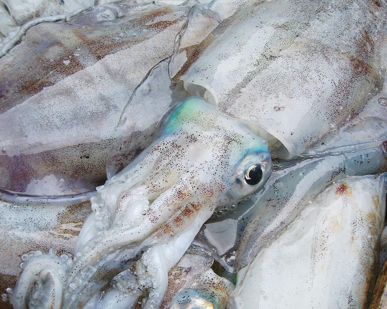 あおりいか（水いか）