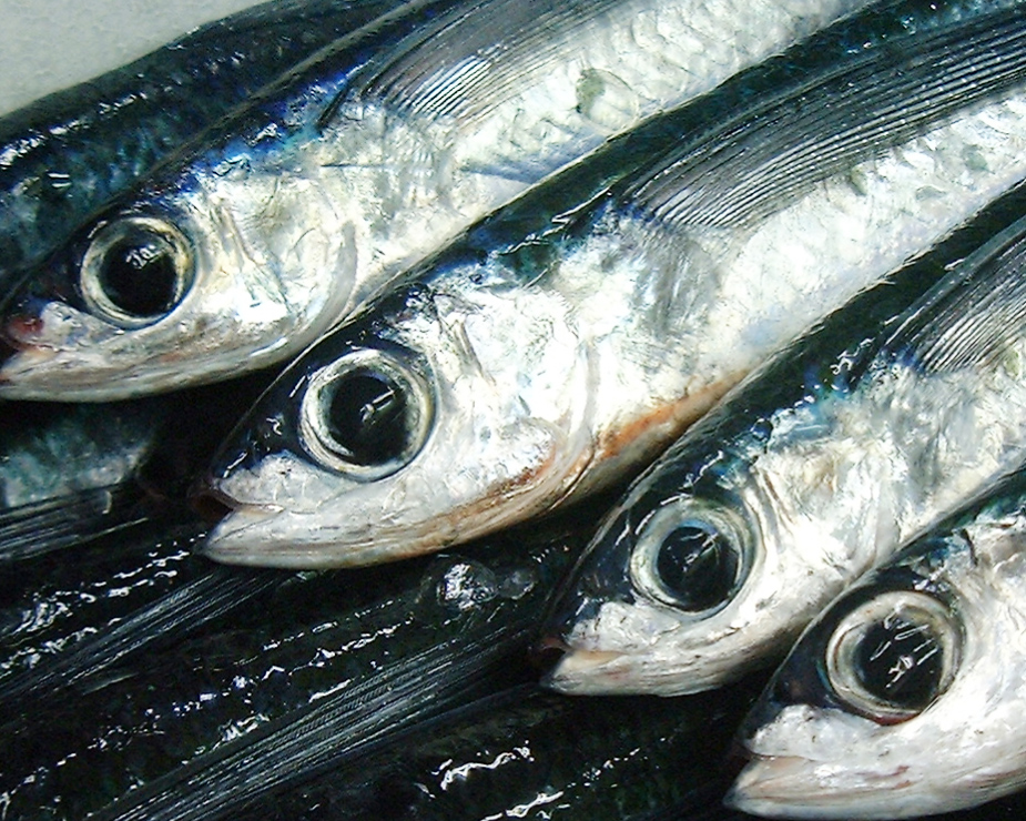 飛び魚