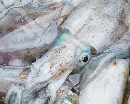 あおりいか あおりいか（水いか）刺身用 [200gサイズ]※西海国立公園の島、長崎県