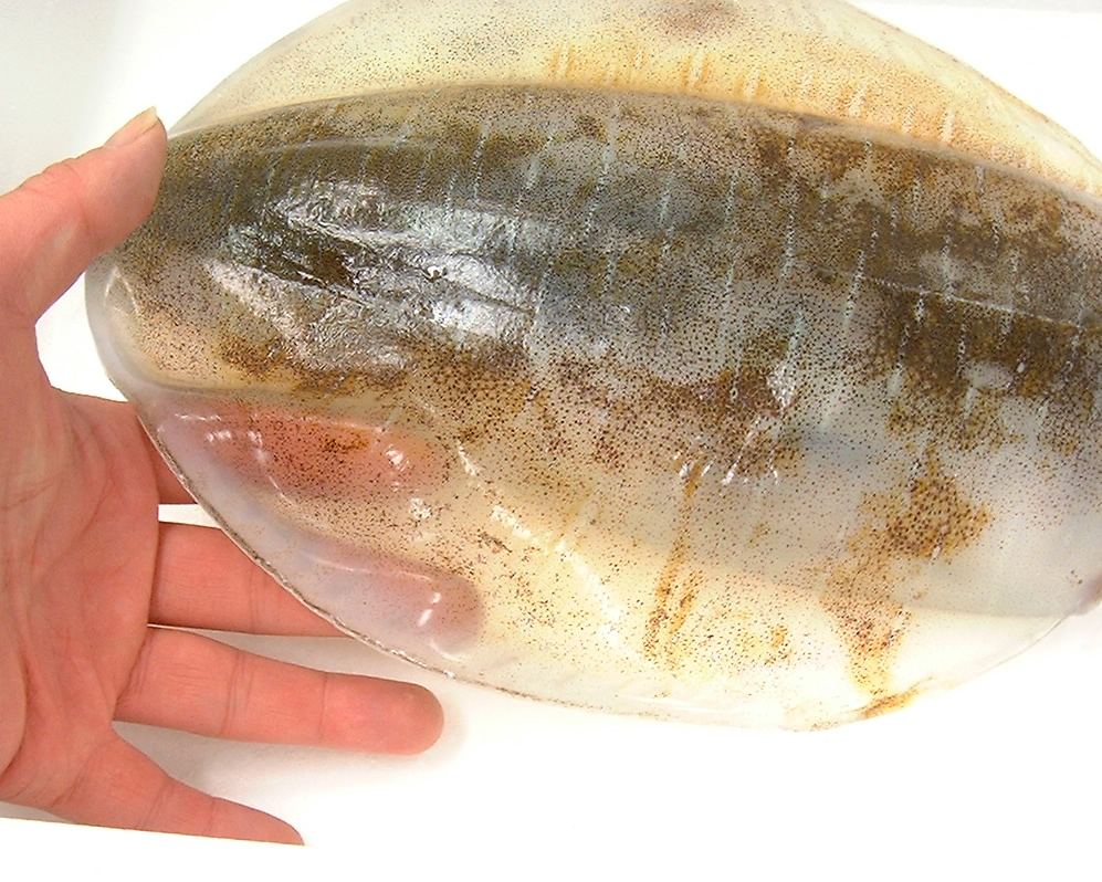 あおりいか（水いか）